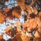 Herbstmüdigkeit
